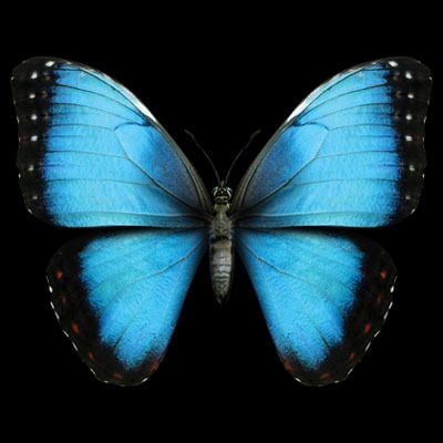 3D Beautiful Blue Butterfly Cool Graphics T Shirt Your Size & Color 