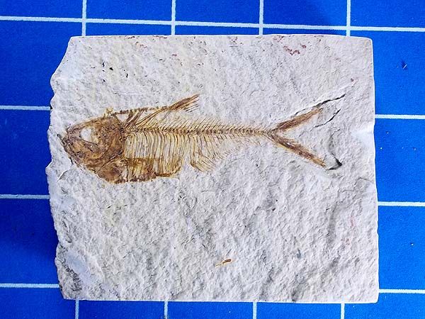 SLAB WITH A LARGE EOCENE FISH (DIPLOMYSTUS) #35  