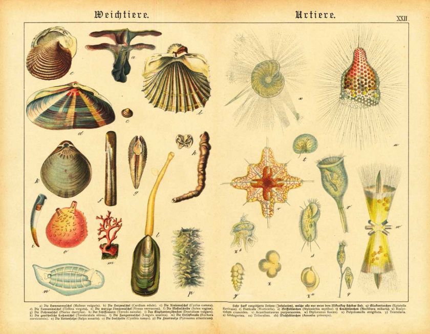 Antique Print MOLLUSC PROTOZOA AMOEBA SHELL Schubert 1878  