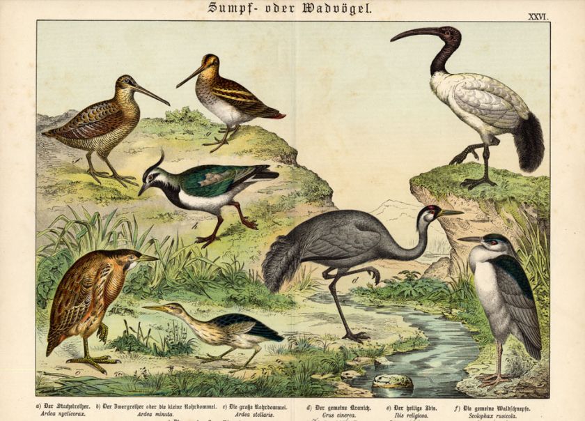 Antique Print CRANE LAPWING IBIS SNIPE Schubert 1878  