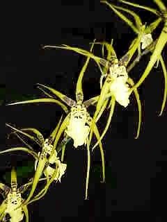 BLMG SZ ONC GILDED URCHIN ONTARIO ONCIDIUM Orchid Plant  