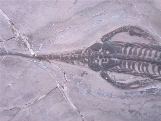 MIDDLE TRIASSIC KEICHOUSAURUS REPTILE FOSSIL IN FRAME  