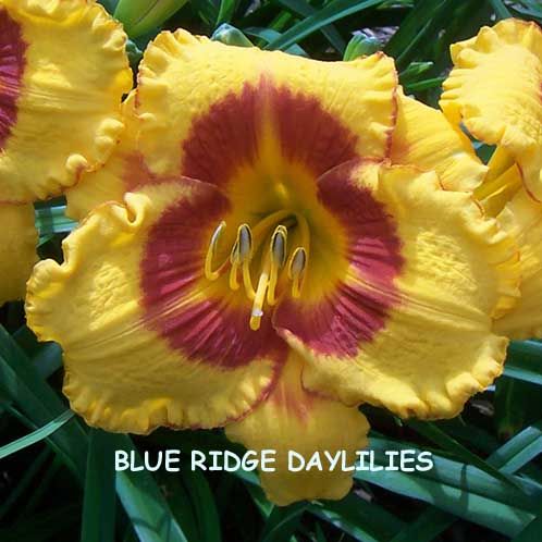 FOOLED ME  DF   B1G   Reilly 1995   DAYLILY  