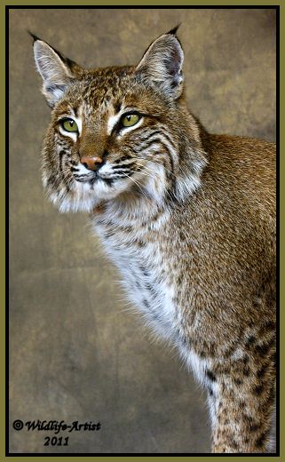 Bobcat Taxidermy NEW Mount Fur Hunting Cabin Wildlife Artist  