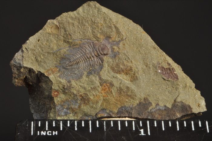 republic stratigraphy jince formation age cambrian matrix dimensions 