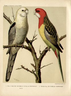 PRINT canaries CAGE BIRDS cassell MULES & goldfinch  