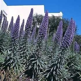 Echium Fastuosum Pride Of Madeira Seeds  