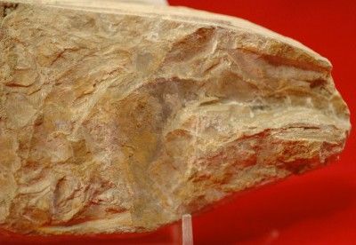 UNUSUAL CRETACEOUS FISH FOSSIL MOROCCO (TRILOBITE AGE)   stock 2 