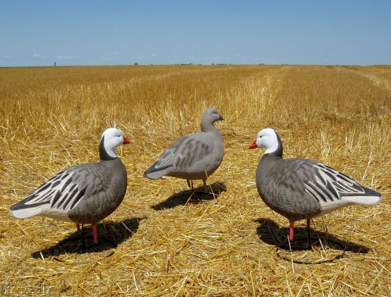 AVERY GHG PRO GRADE FB SNOW BLUE GOOSE ACTIVE DECOYS  