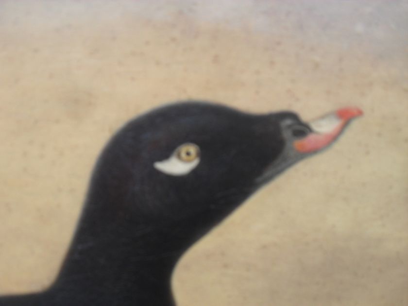 Isaac Sprague White Wing Scoter Duck, Audubon Student  