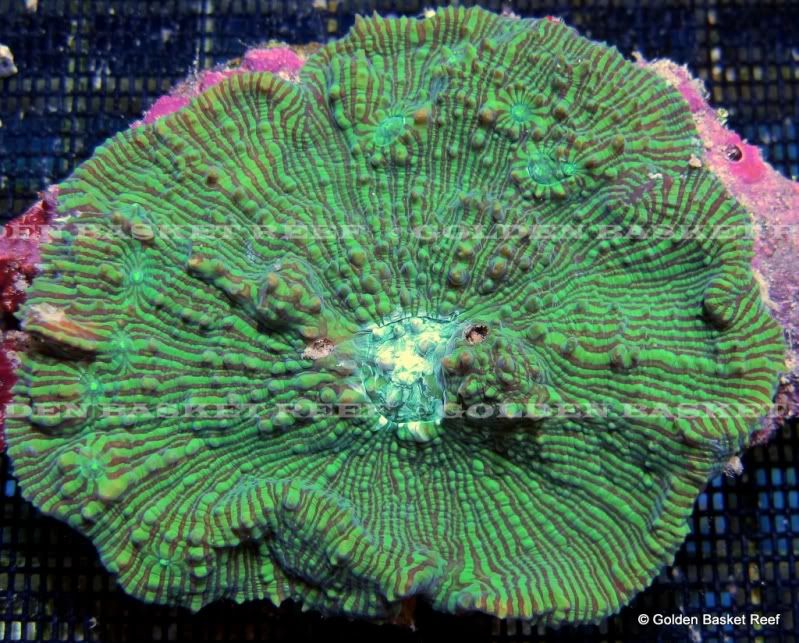 ADDED DAILY 20+ NEW WYSIWYG CORALS W/ SIZE FOR IMMEDIATE ENJOYMENT 