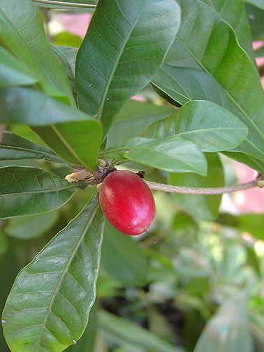 Synsepalum dulcificum MIRACLE FRUIT 1 Gallon ~PLANT~  