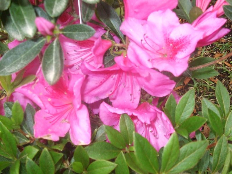 Azalea, Purple Formosa, purple spring flowering plant  