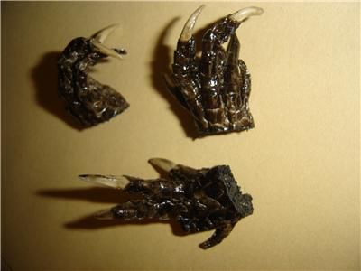 Alligator Foot charm curio Hoodoo swamp conjure  